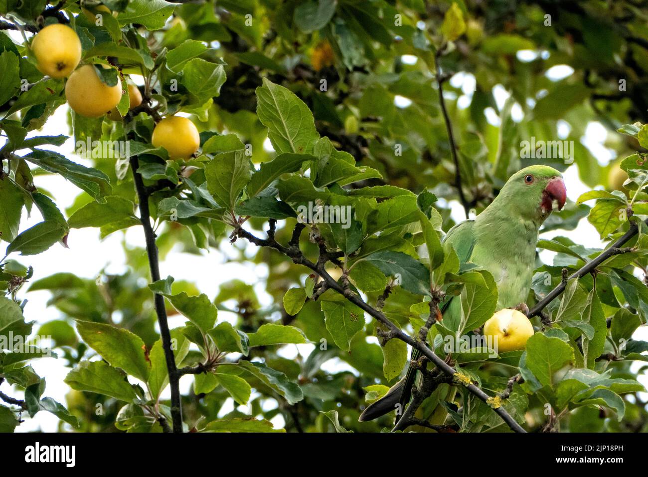 Ringhalssittich, der Krabbenäpfel in einem englischen Vorstadtgarten isst Stockfoto