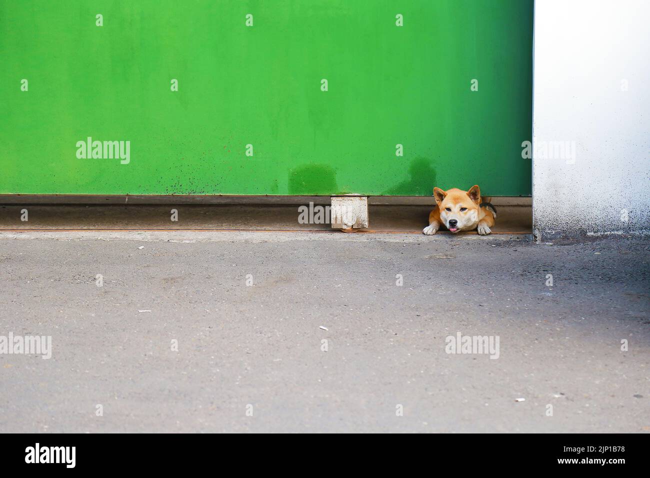 Ein Shiba Hund mit einfachem Hintergrund Stockfoto