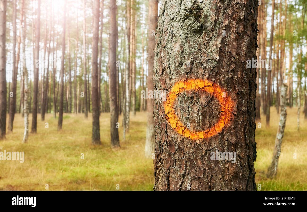 Orangefarbener Kreis auf einem Baumstamm, selektiver Fokus. Stockfoto