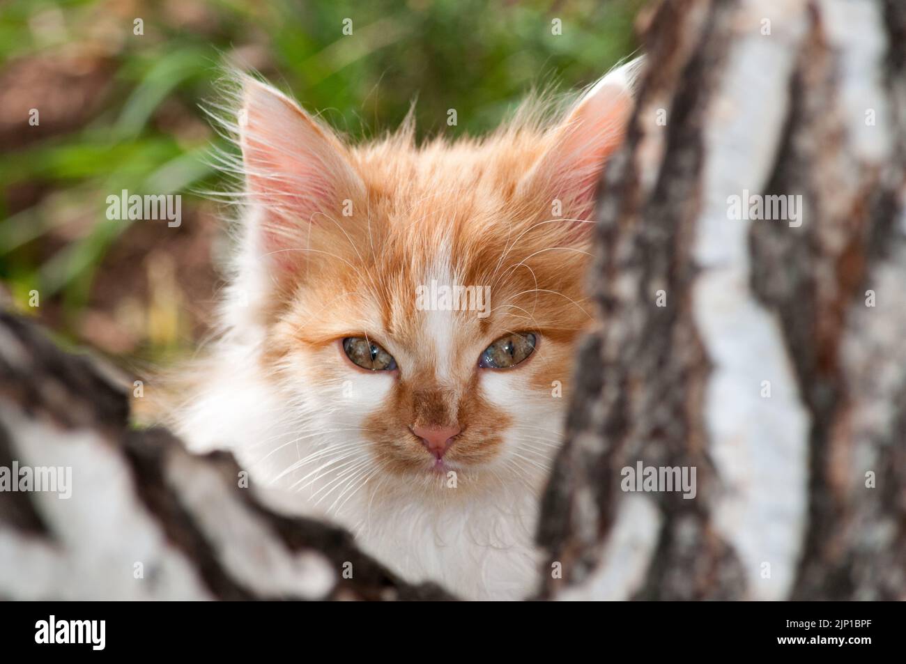 Ein kleines orangefarbenes und weißes Kätzchen blickt hinter einen Baumstamm Stockfoto