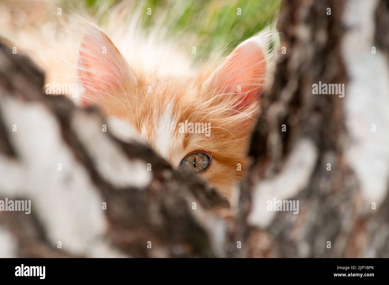 Ein kleines orangefarbenes und weißes Kätzchen blickt mit einem Auge hinter einen Baumstamm Stockfoto