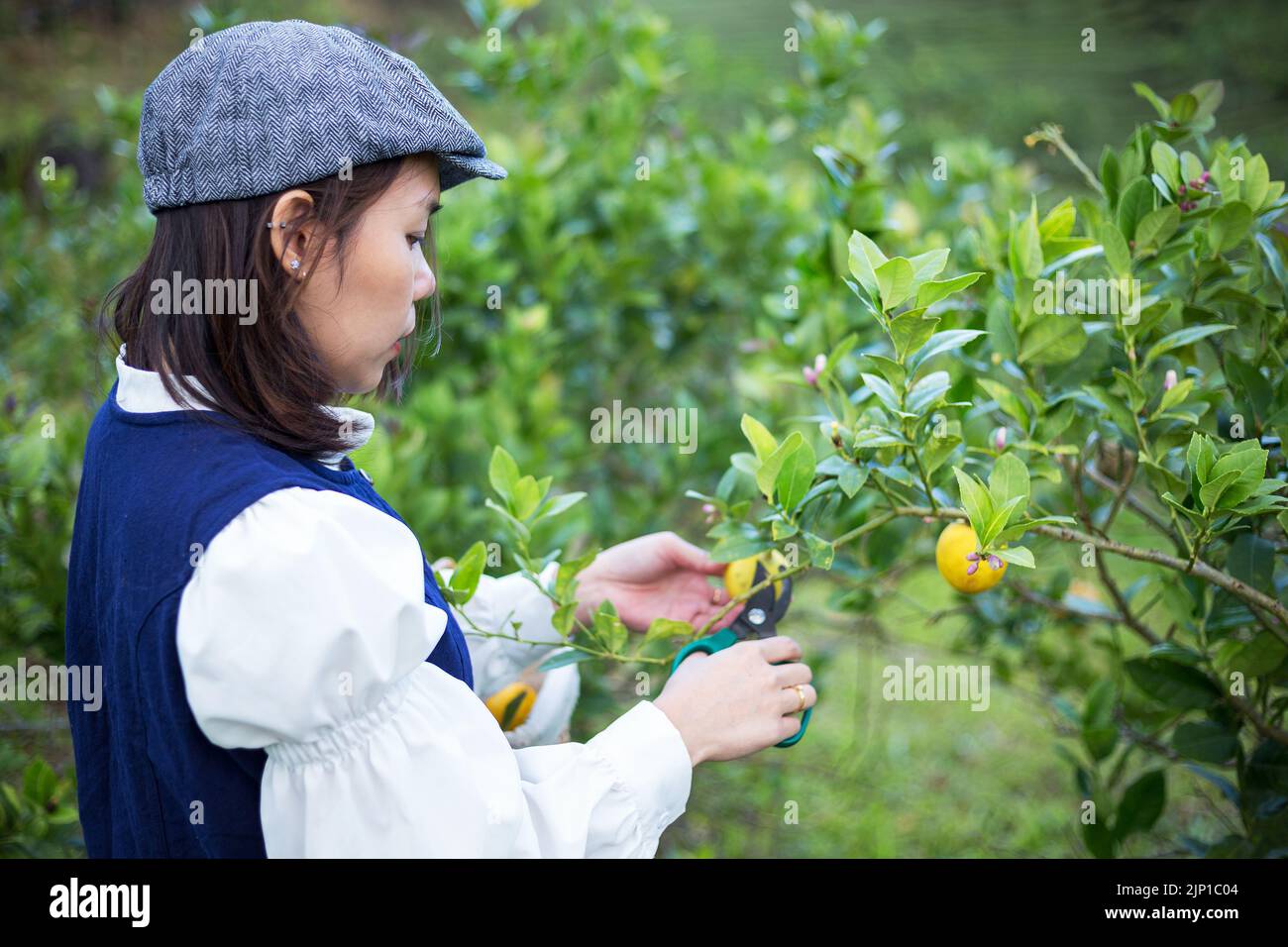Asiatische Frau arbeiten und reisen in Zitronenfarm mit Bauernmode und Accessoires Stockfoto