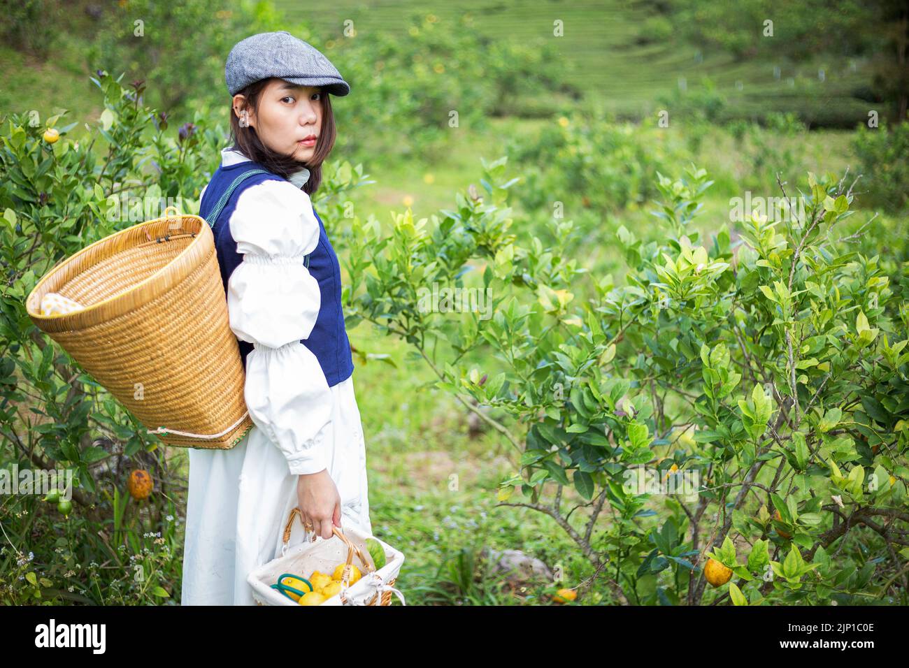 Asiatische Frau arbeiten und reisen in Zitronenfarm mit Bauernmode und Accessoires Stockfoto