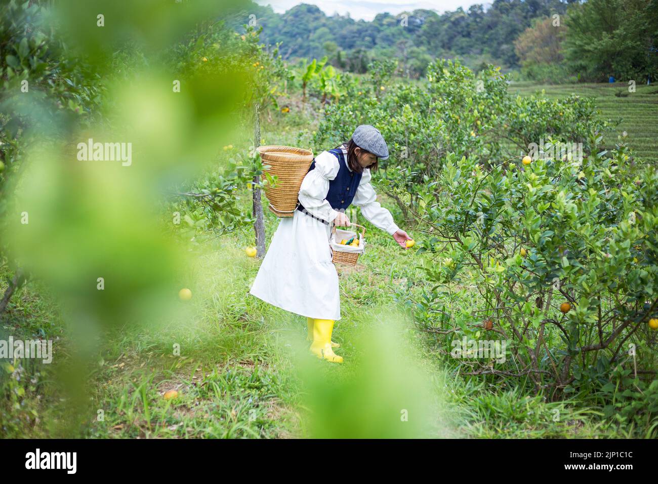 Asiatische Frau arbeiten und reisen in Zitronenfarm mit Bauernmode und Accessoires Stockfoto