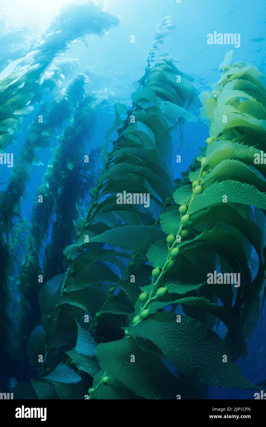 Riesenkelp oder Blasenkelp (Macrocystis pyrifera), San Clemente Island, Kalifornien, USA, Pazifik Stockfoto