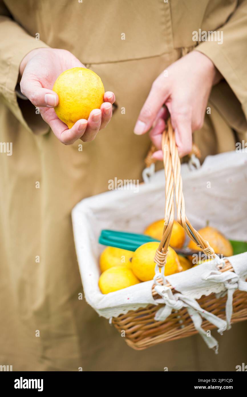 Asiatische Frau arbeiten und reisen in Zitronenfarm mit Bauernmode und Accessoires Stockfoto