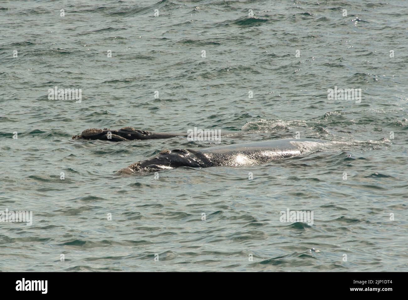 Südlicher rechter Wal in Walker Bay, De Kelders, Westkap Südafrika. 03. August 2022 Stockfoto