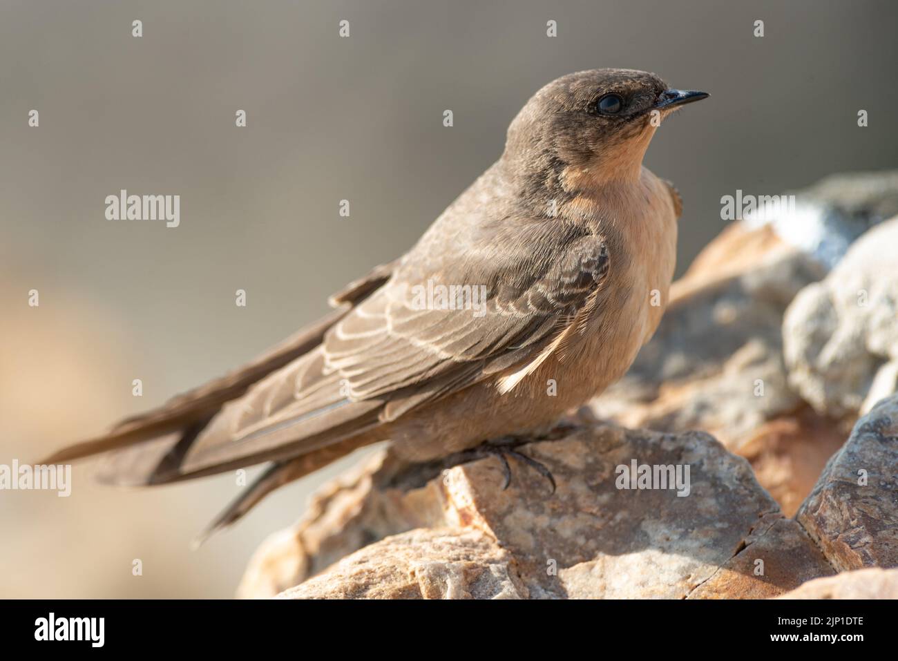 Rock Martin, Ptyonoprogne fuligula, Hermanus, Südafrika, 02. August 2022. Stockfoto