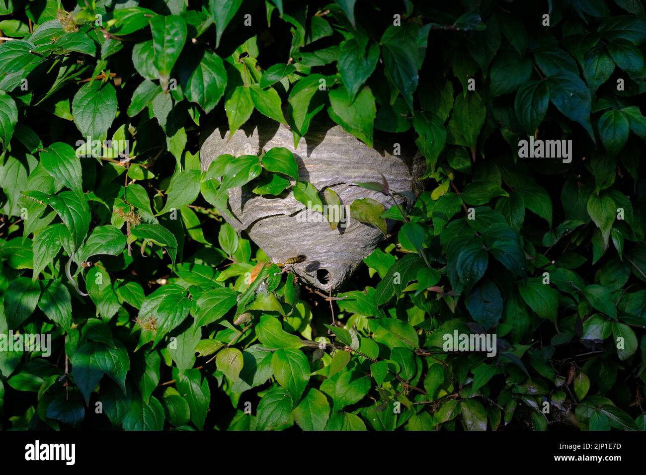 In der Abendsonne brütet eine Wespe in einem Garten. Stockfoto