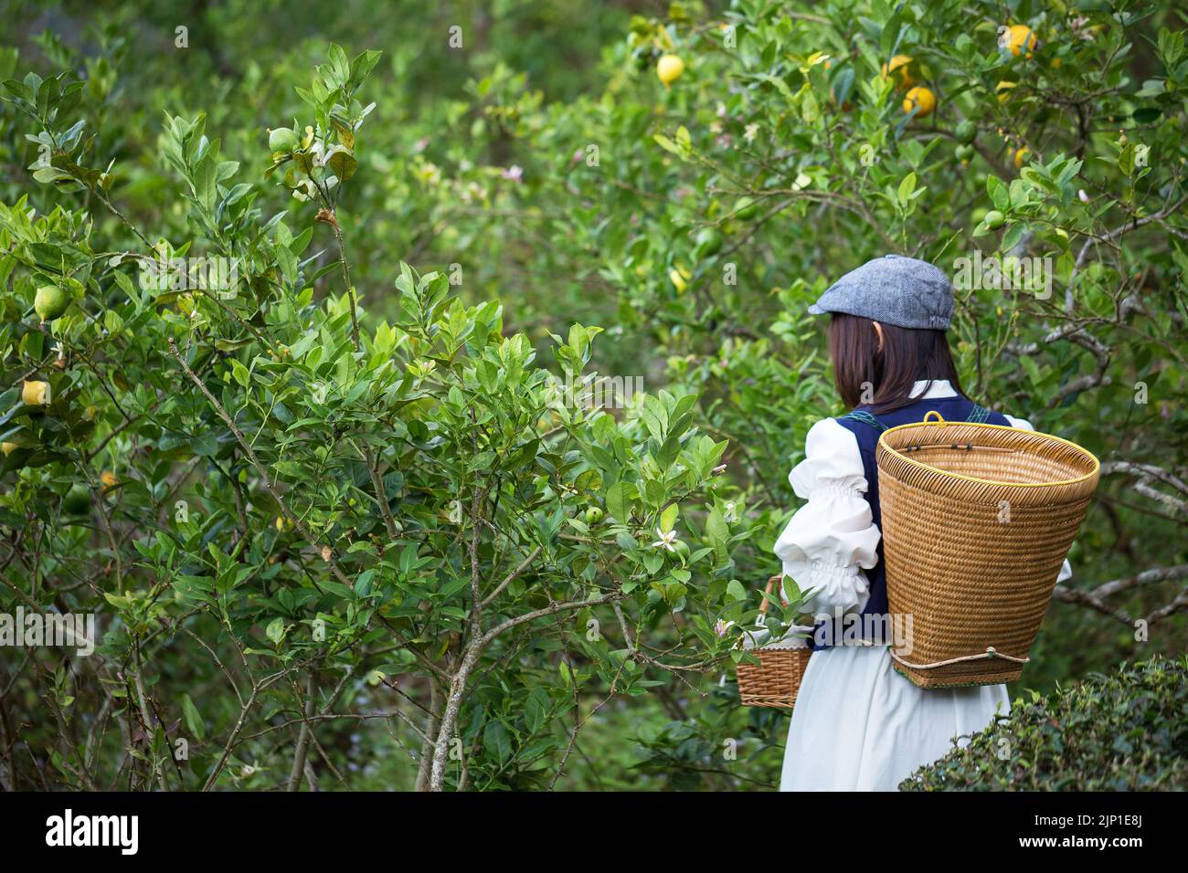 Asiatische Frau arbeiten und reisen in Zitronenfarm mit Bauernmode und Accessoires Stockfoto