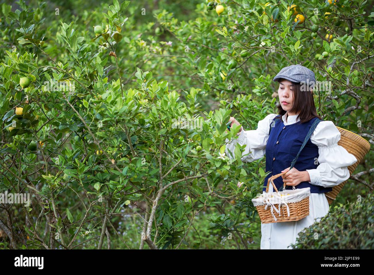 Asiatische Frau arbeiten und reisen in Zitronenfarm mit Bauernmode und Accessoires Stockfoto