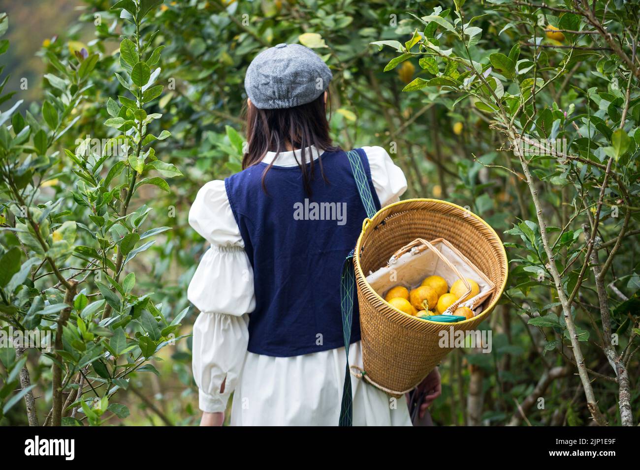 Asiatische Frau arbeiten und reisen in Zitronenfarm mit Bauernmode und Accessoires Stockfoto