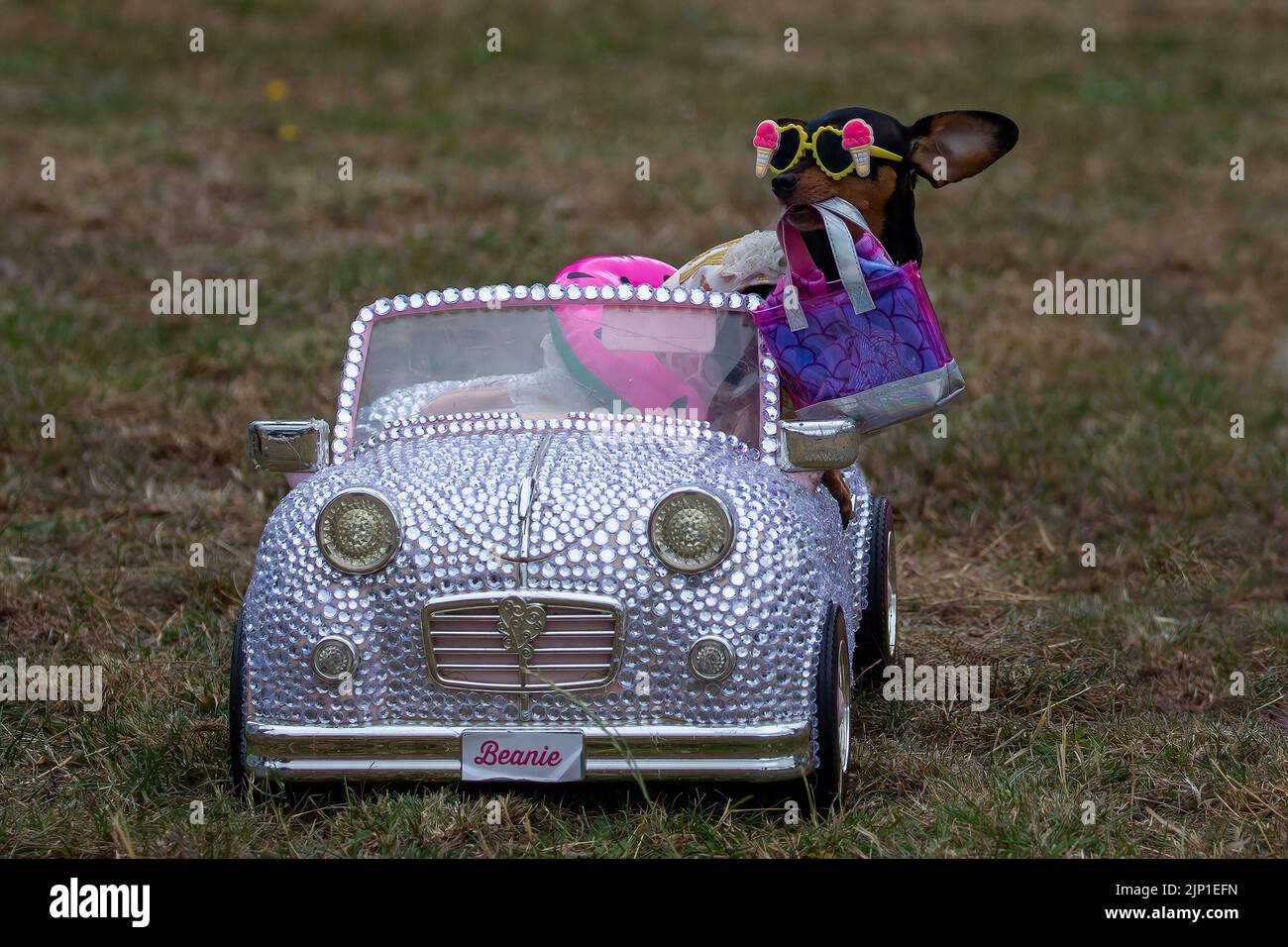 Milton Keynes, Großbritannien, 30.. Juli 2022. Chihuahuas und ihre Freunde aus ganz Großbritannien kamen zusammen, um den Sommer zu feiern. Stockfoto