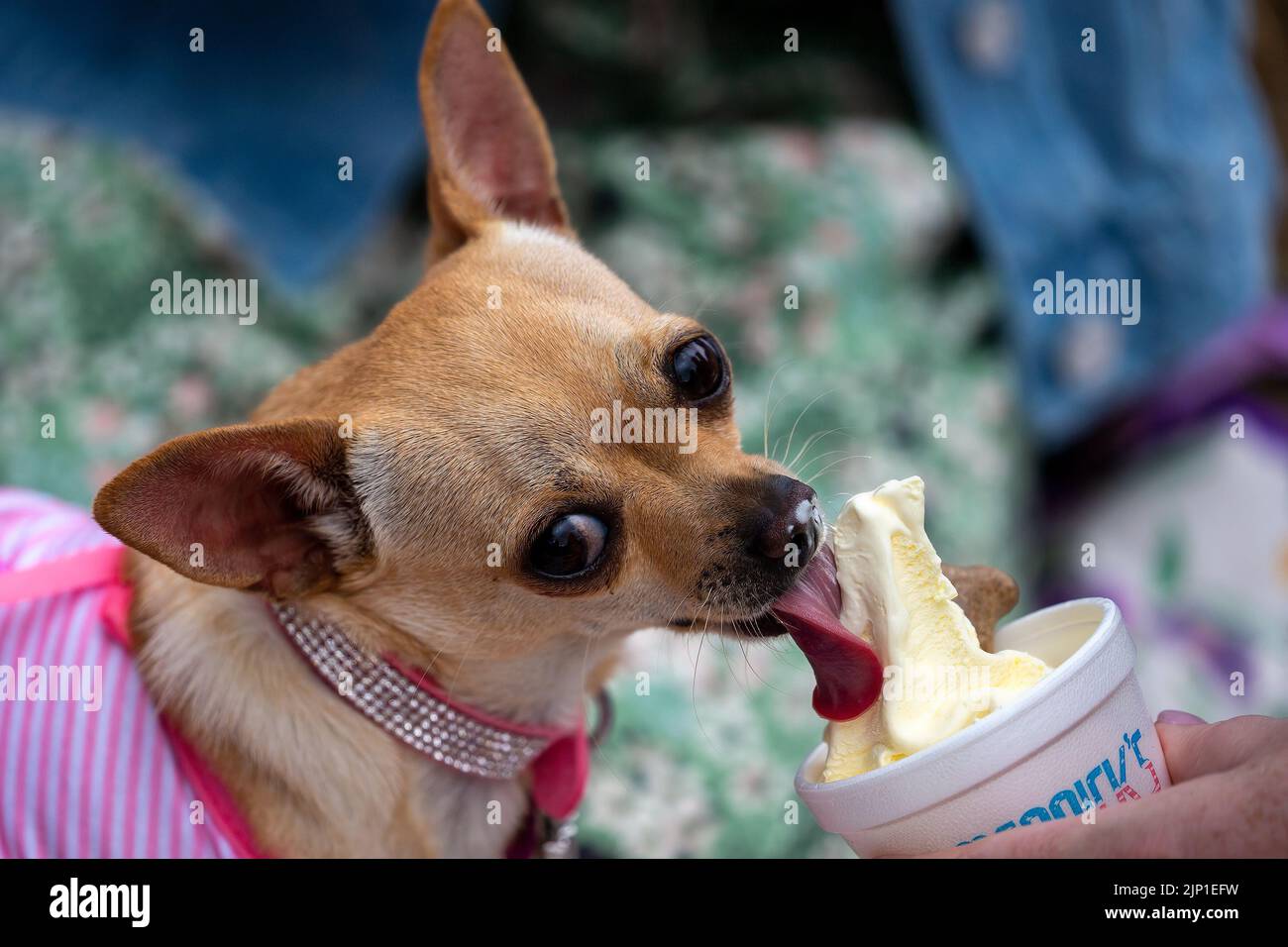 Milton Keynes, Großbritannien, 30.. Juli 2022. Chihuahuas und ihre Freunde aus ganz Großbritannien kamen zusammen, um den Sommer zu feiern. Stockfoto
