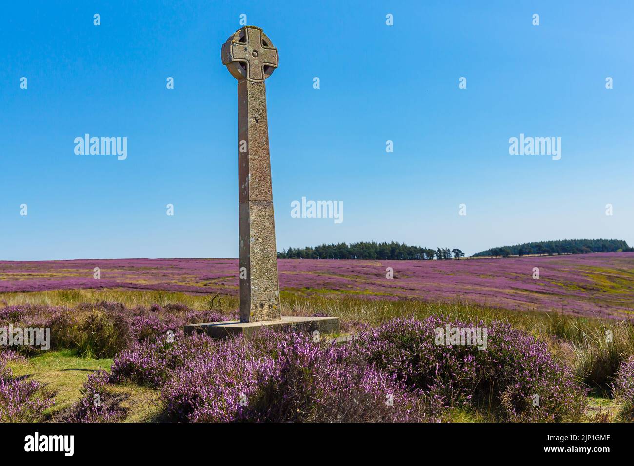Millennium Cross, errichtet von Anwohnern zum Jahr 2000 über der Rosedale Abbey, North Yorkshire Moors, Großbritannien, in der Sommerzeit, wenn die Heide in der Stadt ist Stockfoto