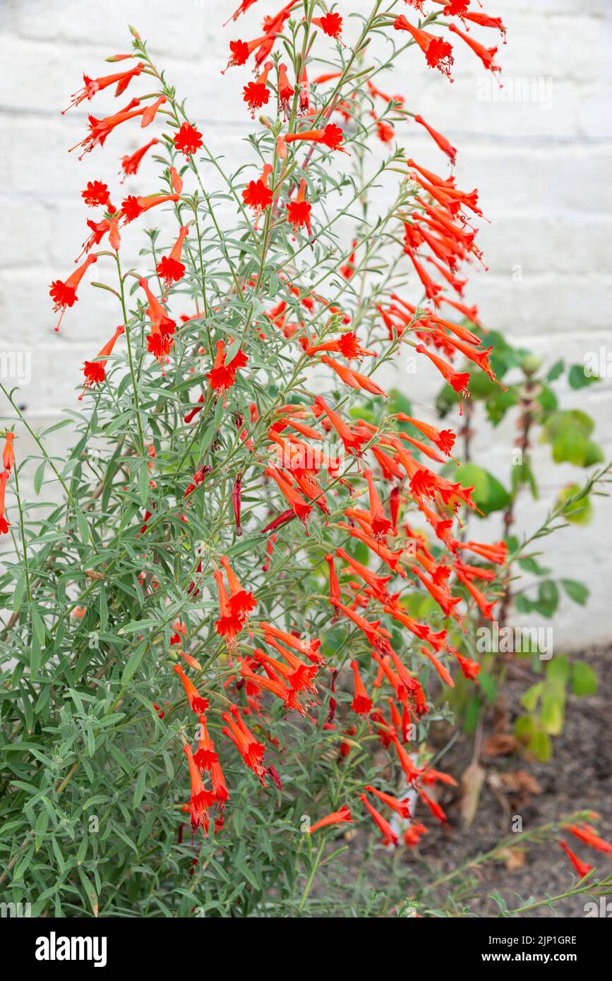 Epilobium Canum (Californian Fuchsia) ein zartes halbimmergrüner Strauch mit lebhaften orange/roten Blüten Stockfoto