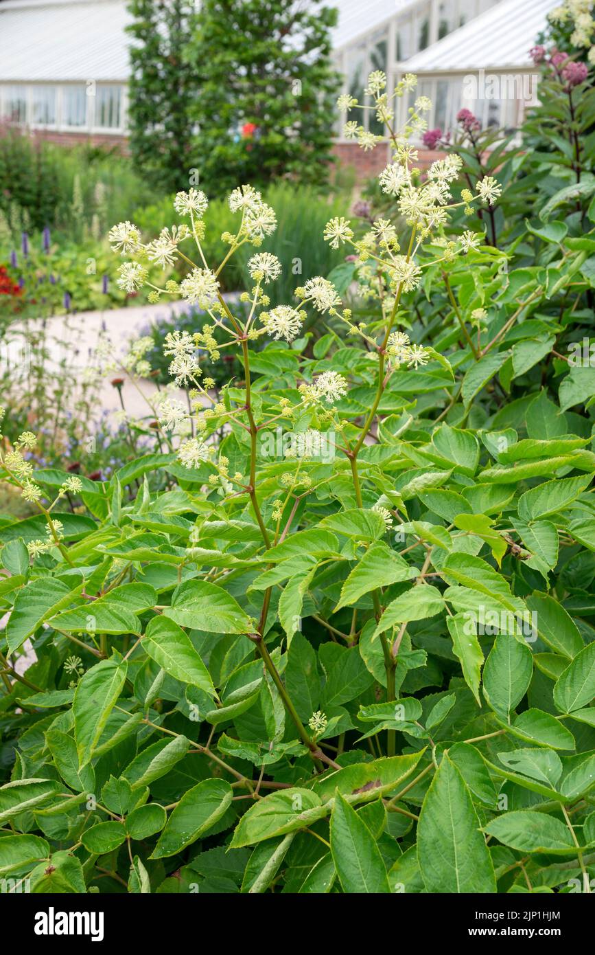 Aralia Cordata, eine hohe, baumbestandene Pflanze mit runden Blütenköpfen. Wächst hier in einem englischen Garten im Juli. Stockfoto