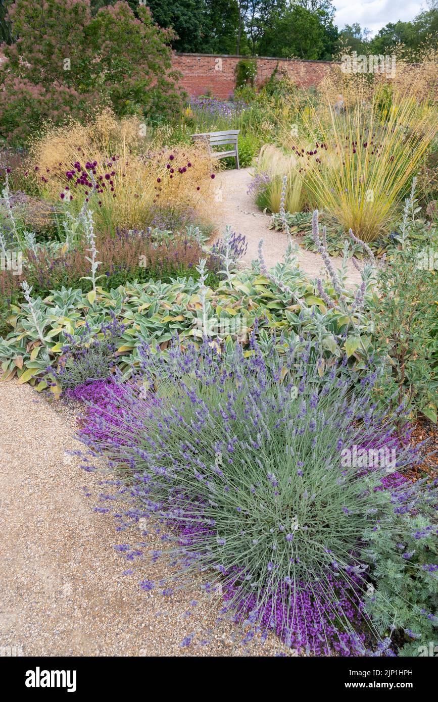 Pflanzen im Sommer im Garten Paradise bei RHS Bridgewater, Worsley, Greater Manchester, England. Stockfoto