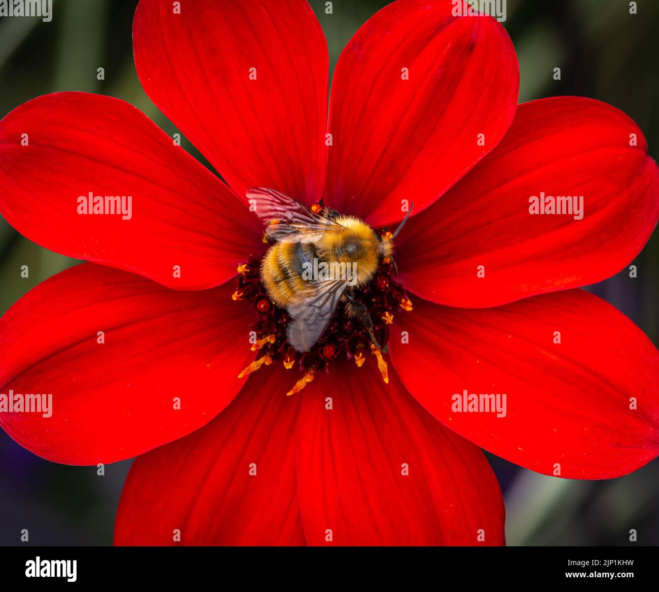 bischof von Llandaff Pfingstrose blühende Dahlien mit bombus pascuorum im Garten. Selektiver Fokus.Rote Blume Stockfoto