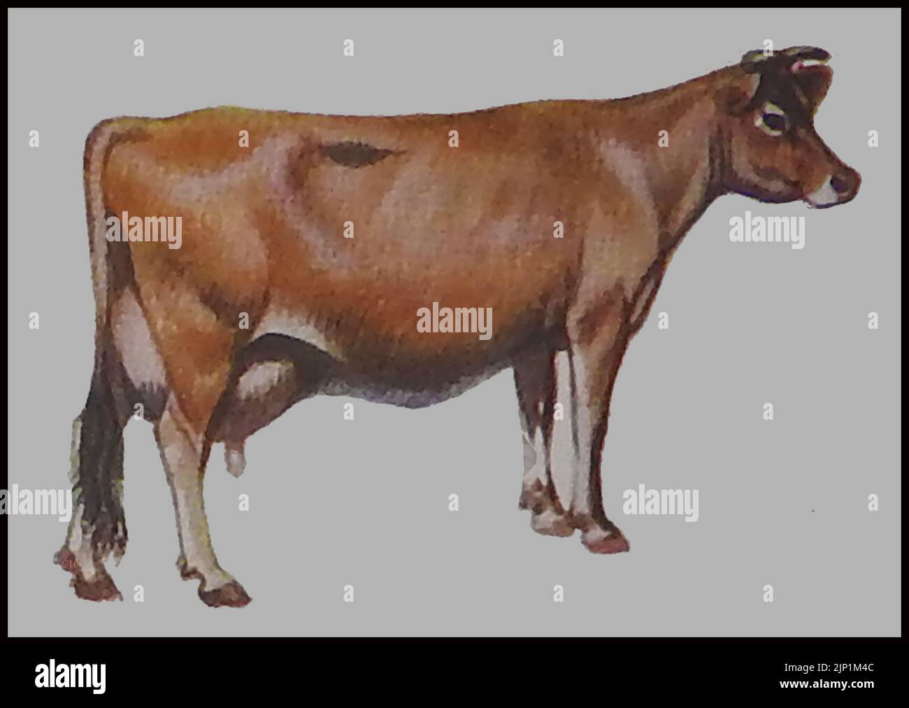 Rassen von Rindern - Eine ca. 1940er Jahre farbige Illustration einer Jersey Kuh Stockfoto