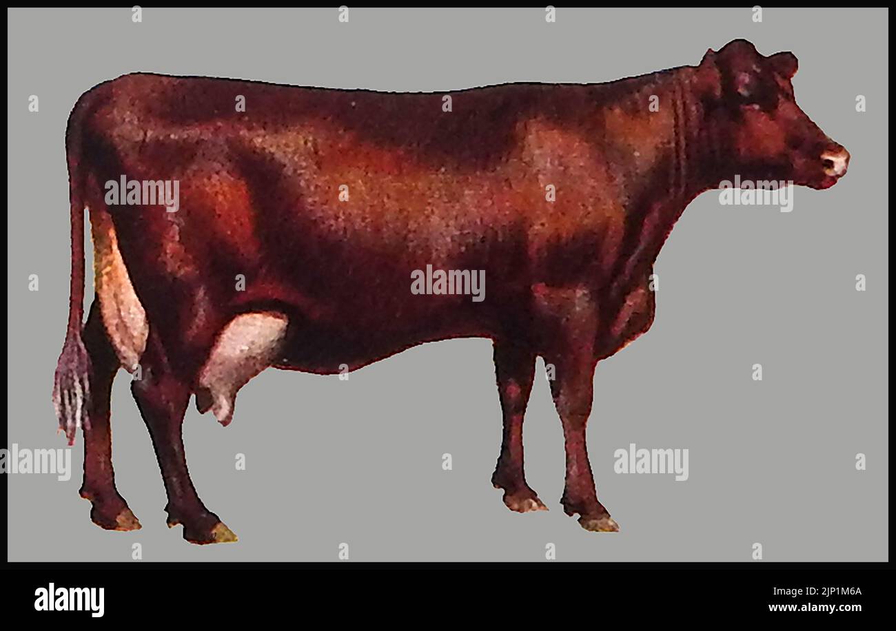 Rinderrassen - Eine ca. 1940er Jahre farbige Illustration einer Red Poll Kuh Stockfoto