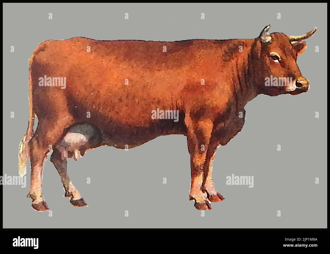 Rinderrassen - Eine ca. 1940er Jahre farbige Illustration einer Kuh von South Devon Stockfoto
