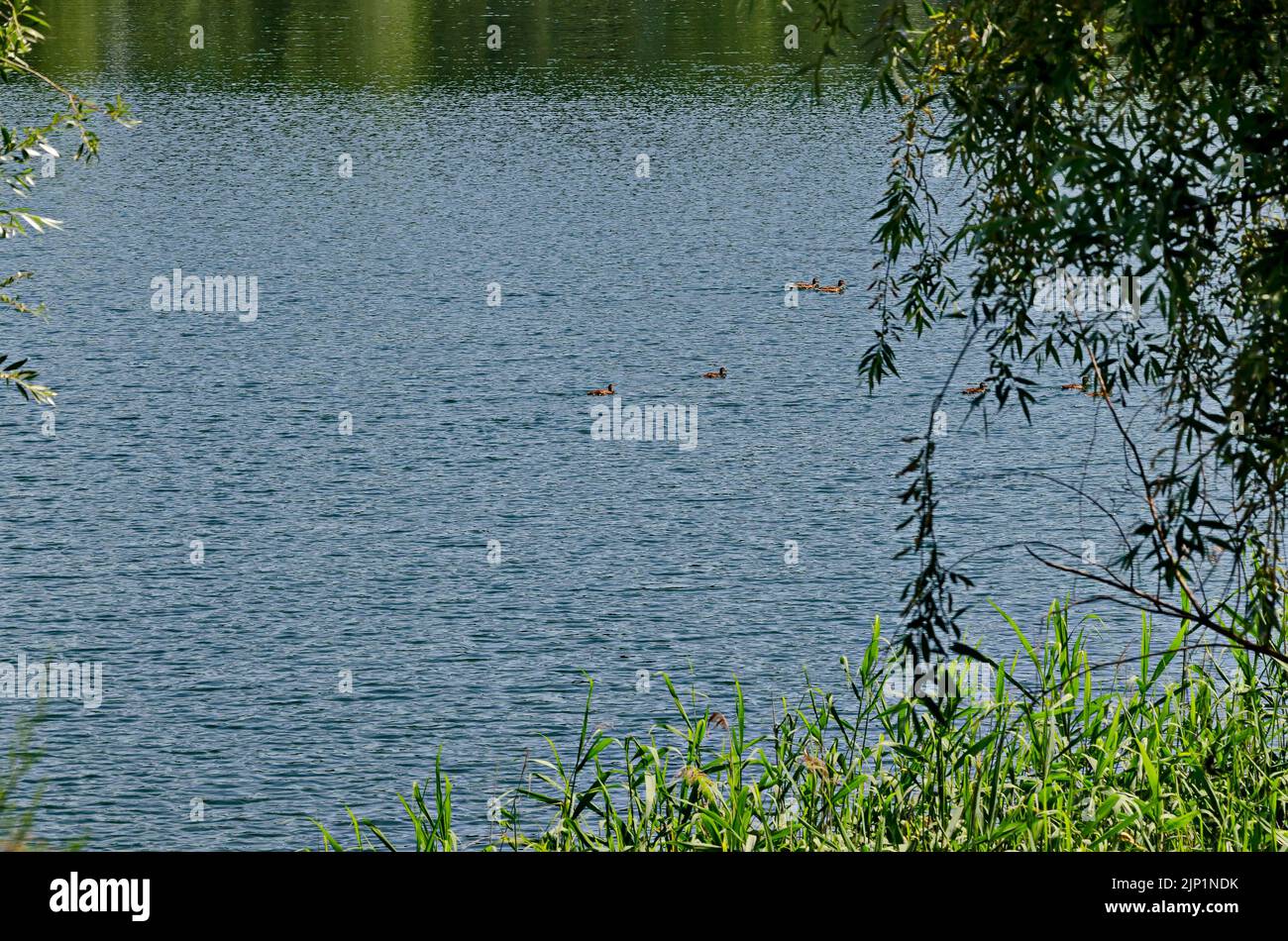 Frühling Grün auf eine frische Bäume und See in Wohnviertel Drujba, Sofia, Bulgarien Stockfoto