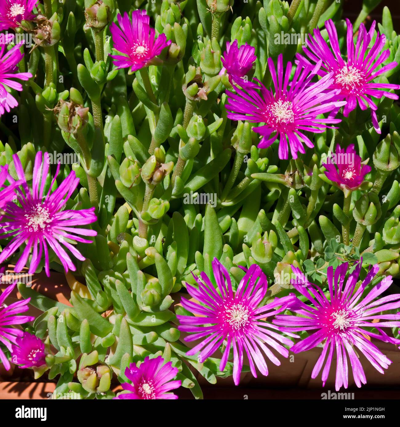 Dickblatt pflanze rosa blte -Fotos und -Bildmaterial in hoher Auflsung   Alamy