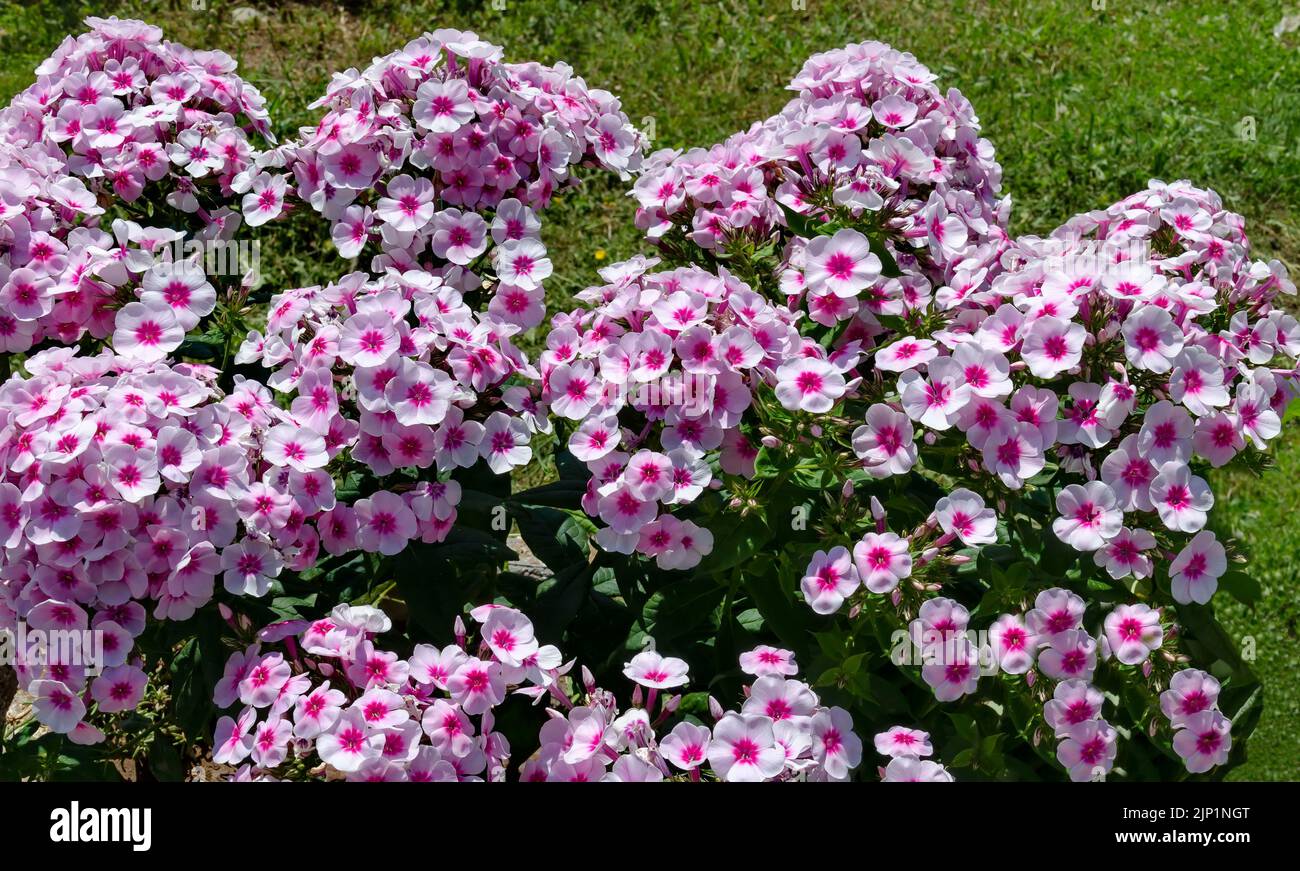 Gemusterte Rose und rote Phlox paniculata Blume in voller Blüte im mehrjährigen Garten, Sofia, Bulgarien Stockfoto