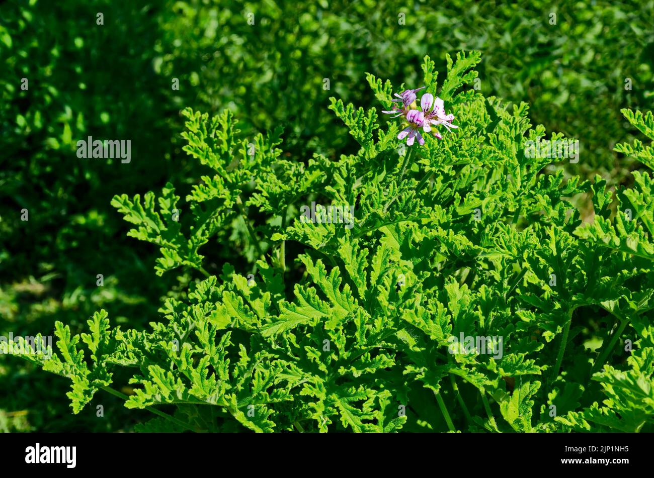 Pelargonium graveolens citronella, Geranienblüten mit Blüten und grünen Blättern, Sofia, Bulgarien Stockfoto