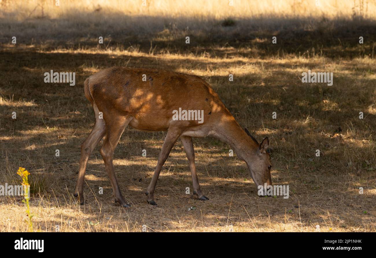 Richmond Park, London, Großbritannien. 15. August 2022. Ein Rothirn sucht unter dem getrockneten Gras nach gefallenen Eicheln. Maisnüsse sind in der Regel eine Herbsternährung, jedoch ist Grünland während der Hitzewelle in London ausgetrocknet. Ein weiterer trockener Tag in London mit ausgetrockneten Wiesen im Richmond Park. Gewitter prognostizierten für den späten Dienstag und Mittwoch in der Region den ersten möglichen Niederschlag seit über 2 Monaten. Quelle: Malcolm Park/Alamy Live News Stockfoto