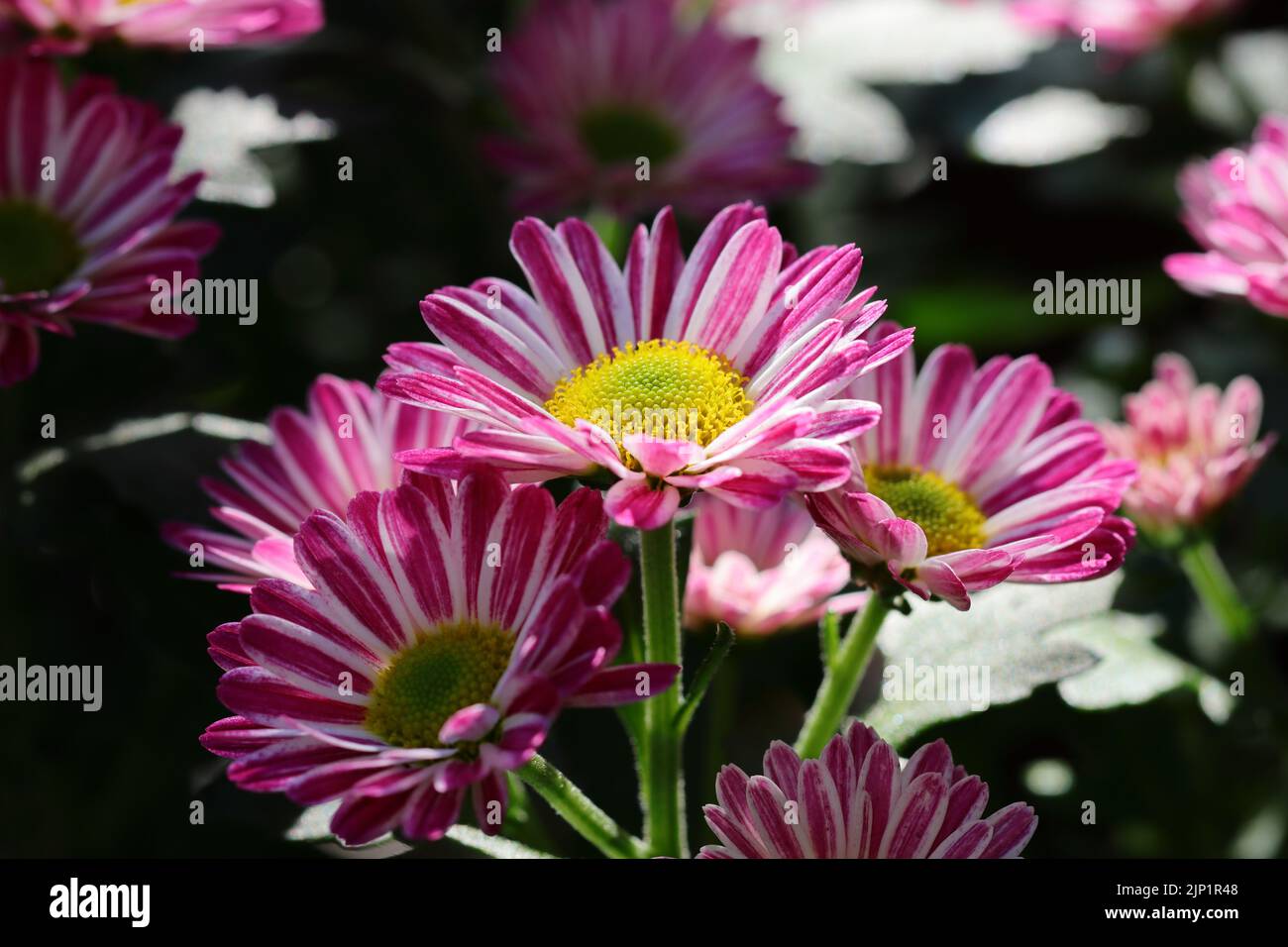 Nahaufnahme von schönen frischen Chrysantheme-Blumen in einem Blumenbett, Seitenansicht Stockfoto