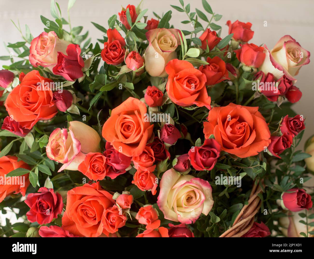 Bouquet aus roten, orangen, gelben Rosen - eine Komposition aus bunten Rosen. Hintergrund für eine Postkarte. Stockfoto