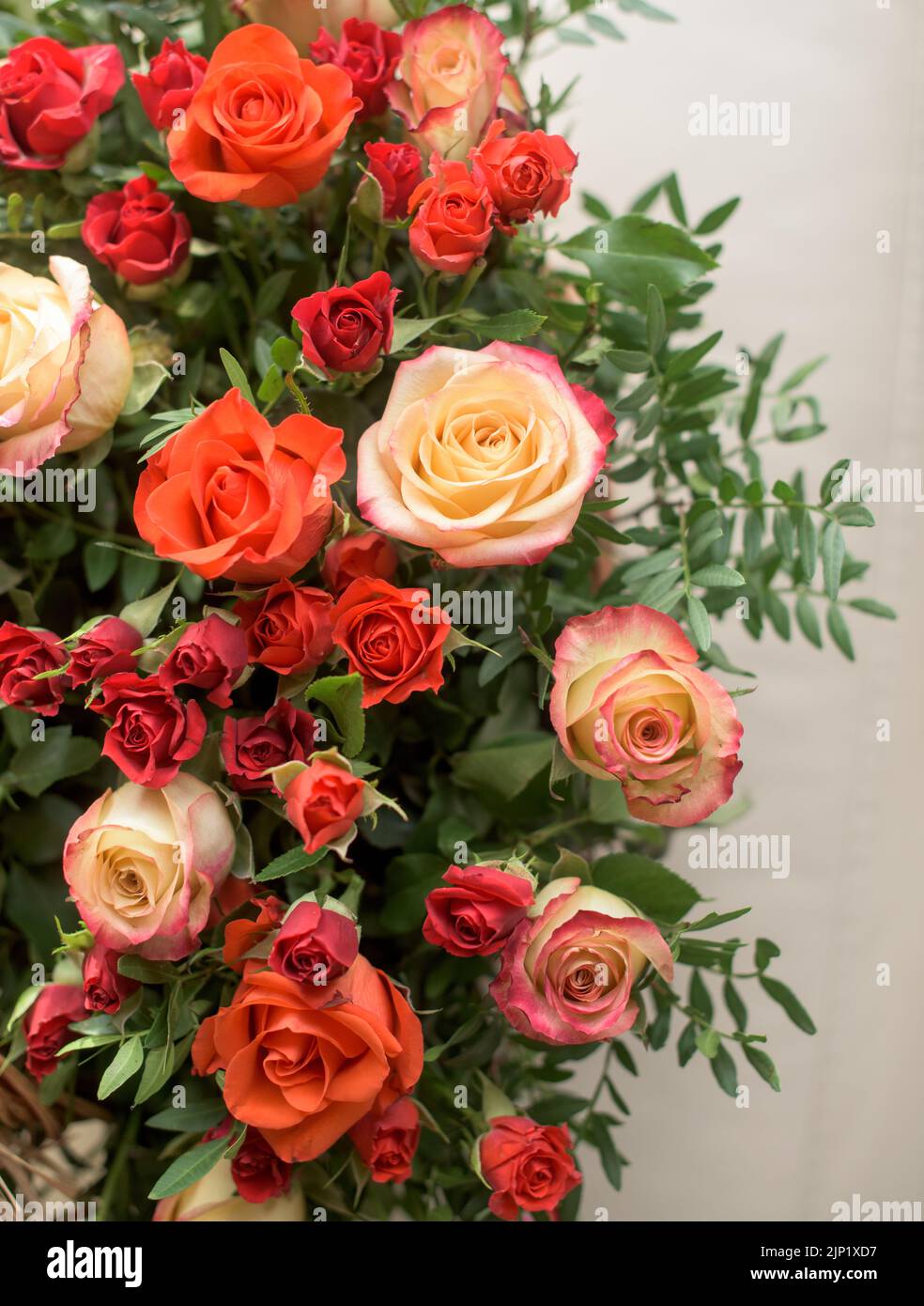 Bouquet aus roten, orangen, gelben Rosen - eine Komposition aus bunten Rosen. Hintergrund für eine Postkarte. Stockfoto