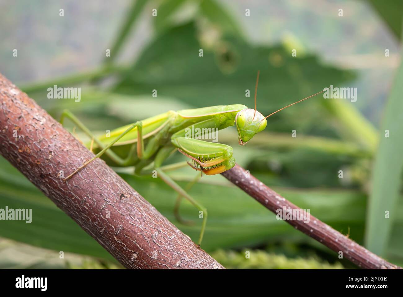 Mantis der Familie Sphodromantis sitzt auf einem Ast, der auf dem grünen Blatt lauert. Sphodromantis viridis als Haustier. Zu den gebräuchlichen Namen gehören afrikanische Gottesanbeterin, g Stockfoto