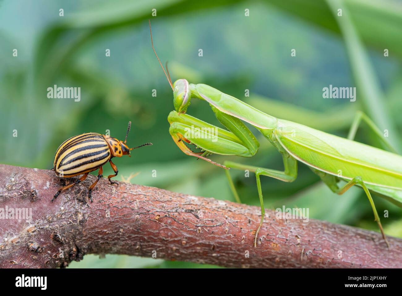 Gottesanbeterin frisst den Kartoffelkäfer von Colorado in der Natur. Makrofoto Stockfoto
