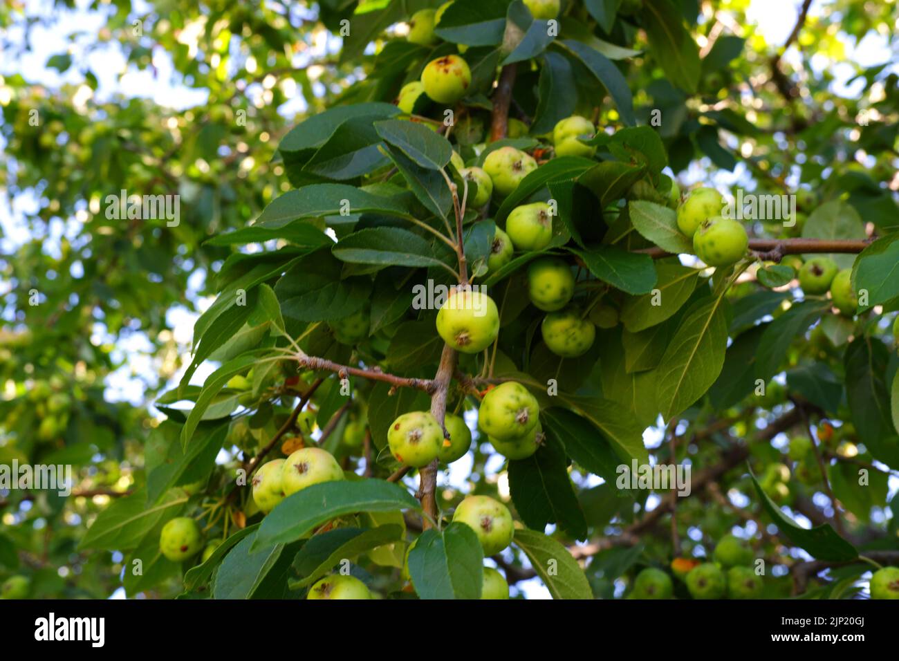 Grüne kleine Bio-Äpfel auf Ast von Apfelbaum im Sommer mit klarem Himmel im Hintergrund Stockfoto