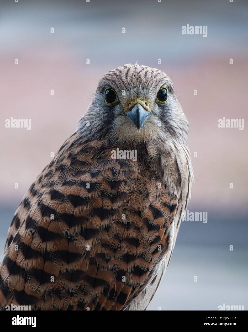 Auge in Auge mit einem gemeinen Turmfalken, Vögel des Gebets aus der Nähe Stockfoto