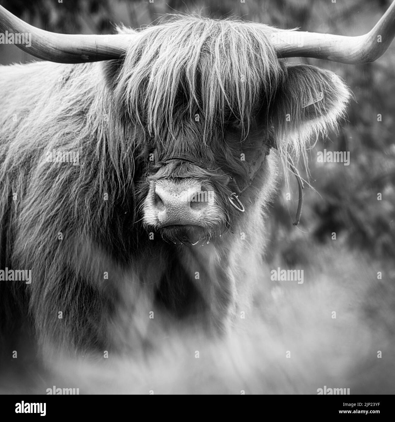 Nahaufnahme eines schottischen Highland-Viehs in Schwarzweiß, schwarz und weiß Stockfoto