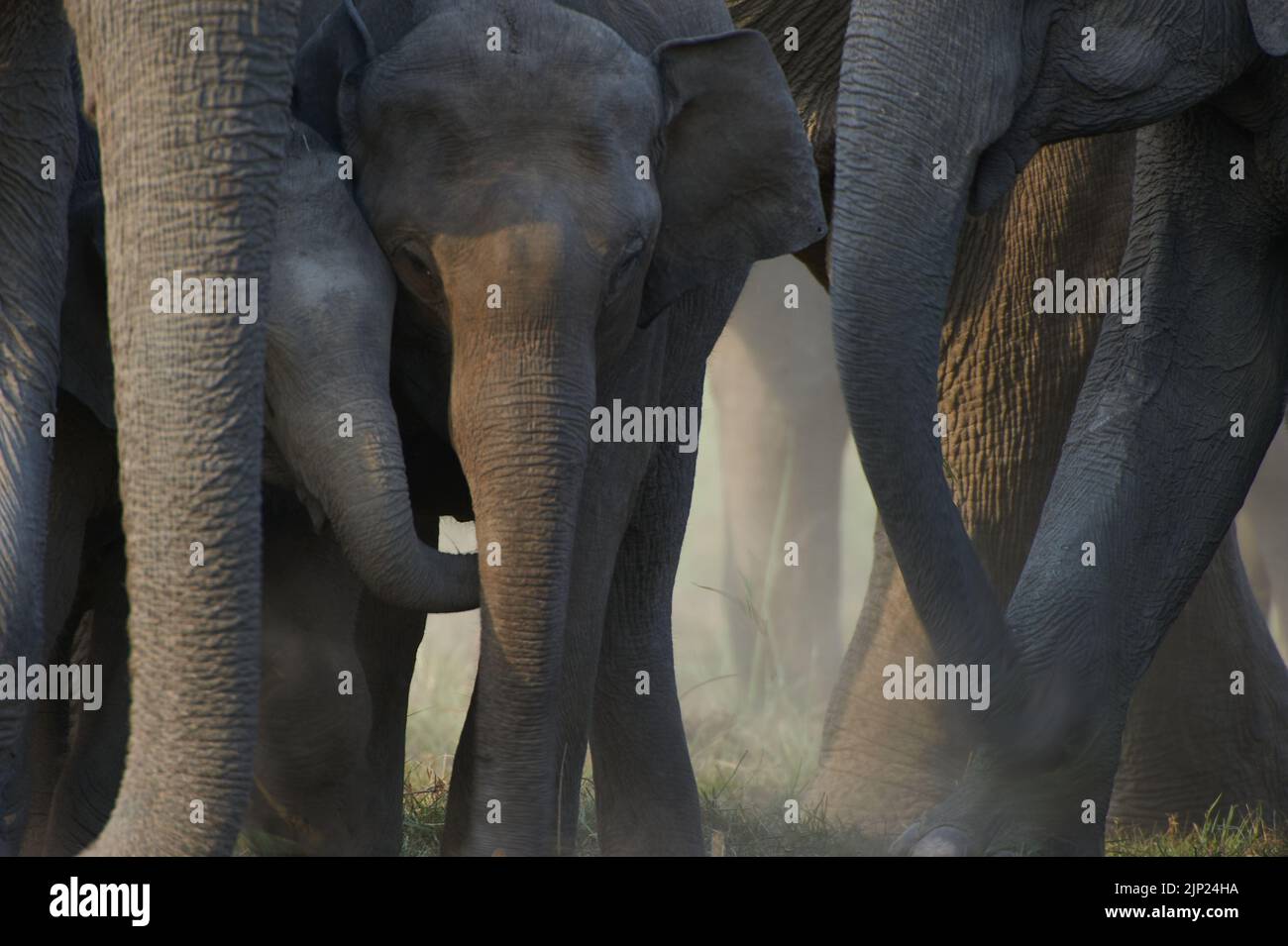 Elefantenstämme und Beine. Junger Elefant, der von einer Herde geschützt wird. Jim-Corbett-Nationalpark, Indien. Stockfoto