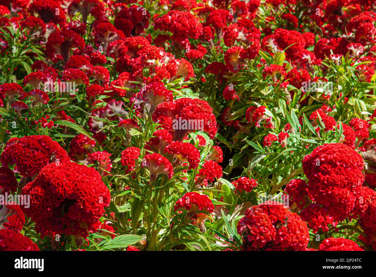 Schöne rote Celosia cristata blüht in einem Garten, auch bekannt als Cockscomb Stockfoto