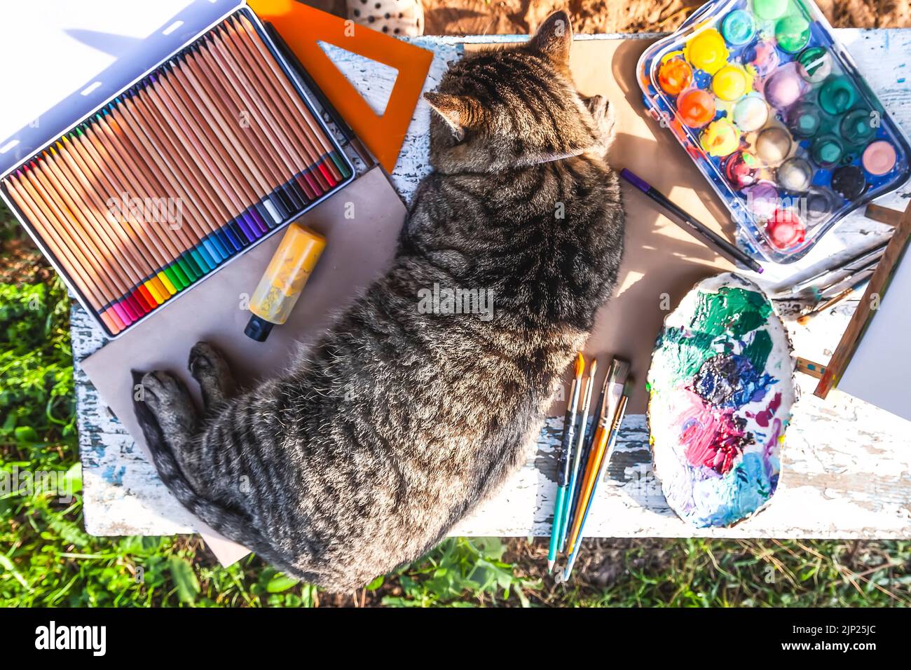 Faule Katze, die mit Schulmaterial auf dem Tisch liegt. Stockfoto