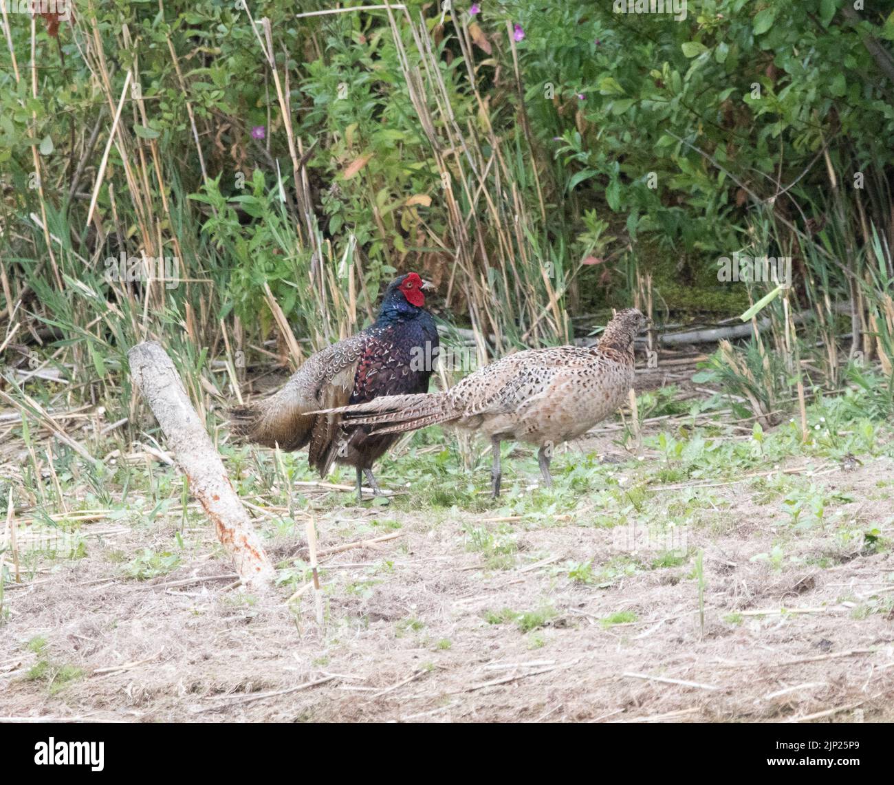 Fasan männlich und weiblich (Phasianus colchicus) Stockfoto