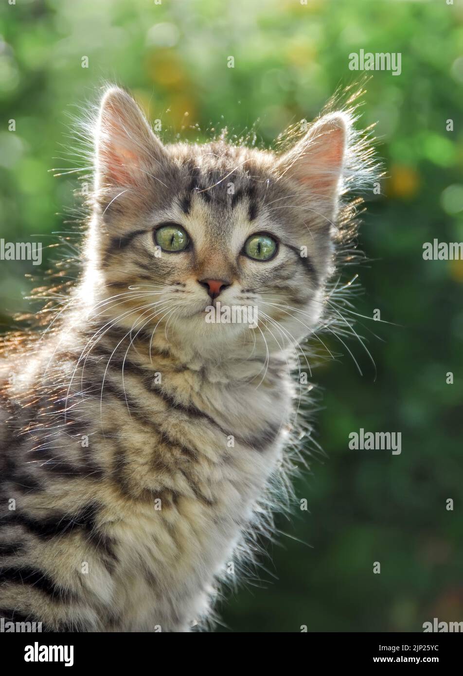 Niedliches, gestromtes Katzenkätzchen, 9 Wochen alt, posiert in einem Garten gegen das Licht und sieht neugierig aus Stockfoto
