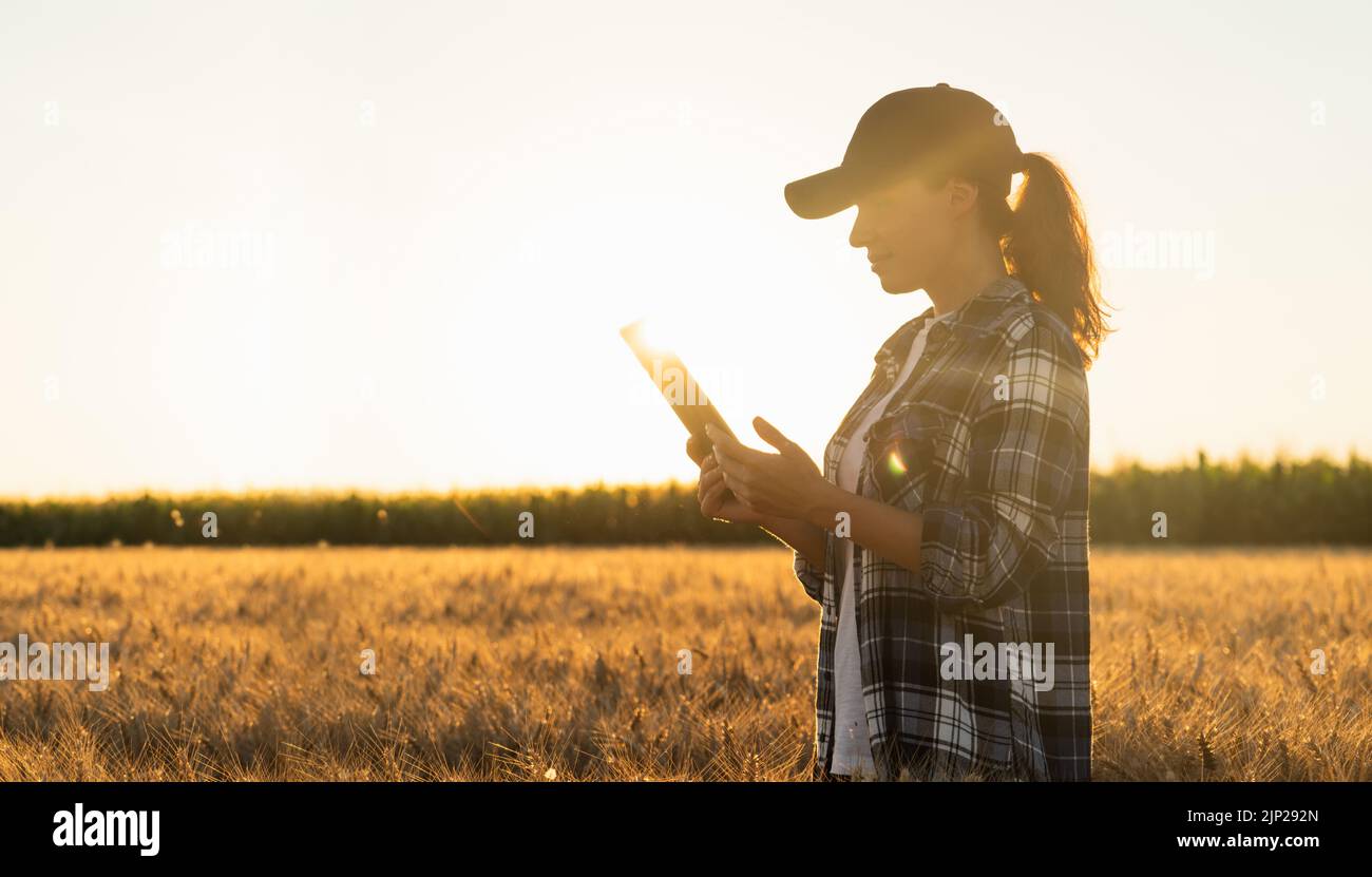 Farmer untersucht das Getreidefeld und sendet Daten von der Tablette an die Cloud. Intelligente Landwirtschaft und digitale Landwirtschaft. Stockfoto
