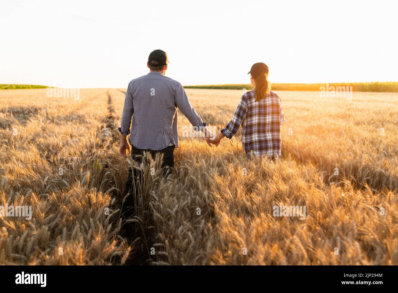 Ein paar Bauern in karierten Hemden und Kappen halten sich bei Sonnenuntergang an einem landwirtschaftlichen Weizenfeld fest Stockfoto