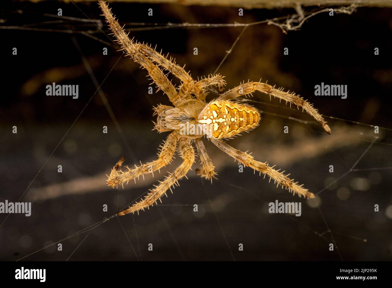 Extreme Nahaufnahme oder Makroaufnahme der Gartenspinne Diadem Spinne, Araneus diadematus auf ihrem Netz Stockfoto