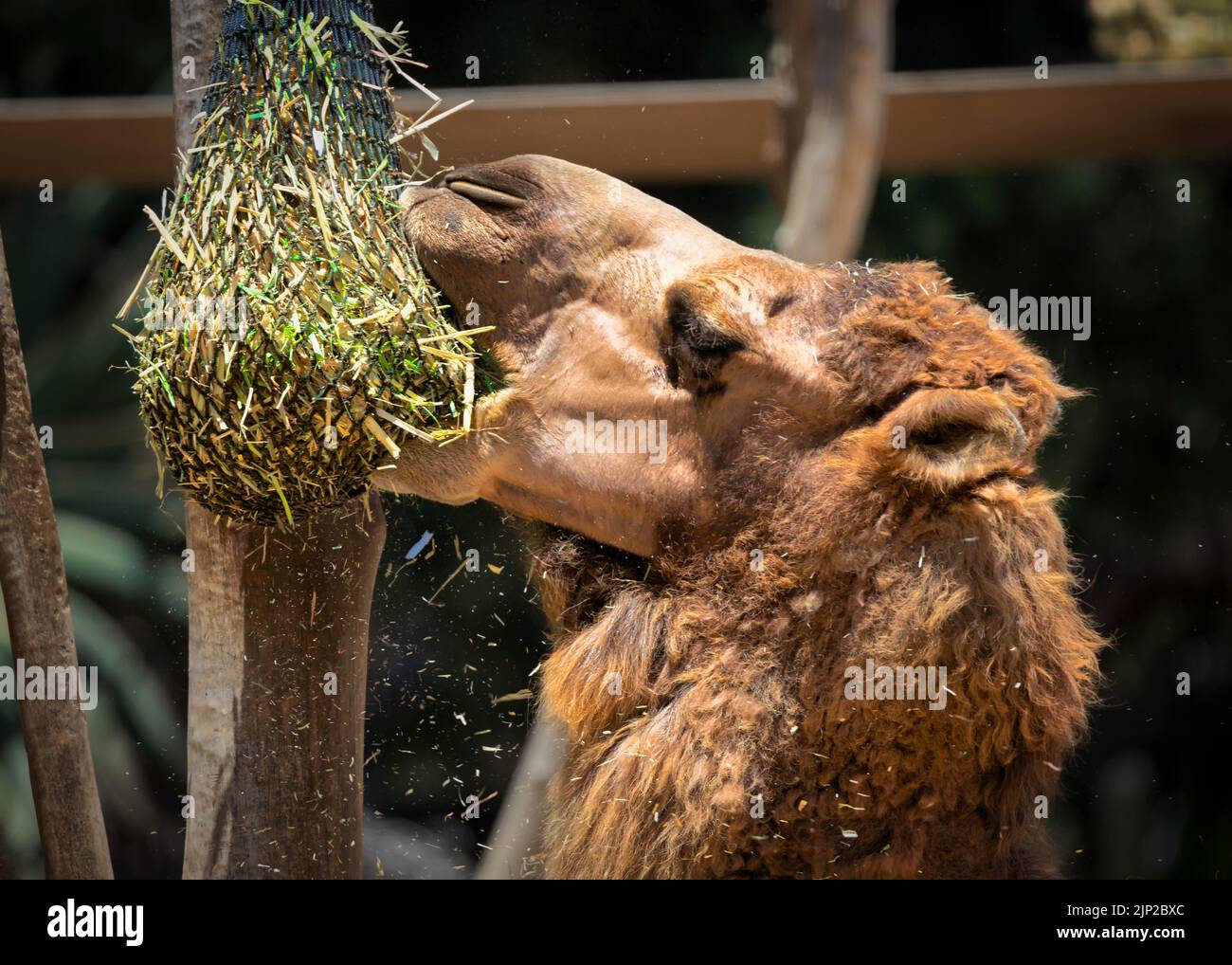 Ein Kamel mit einem köstlichen morgendlichen Snack aus schwebendem Heu in einem Zoo in Südkalifornien. Stockfoto