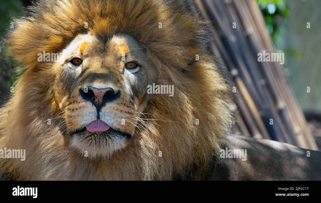 Ein Löwe, der im Schatten liegt, im Zoo von San Diego mit einer Hose Stockfoto