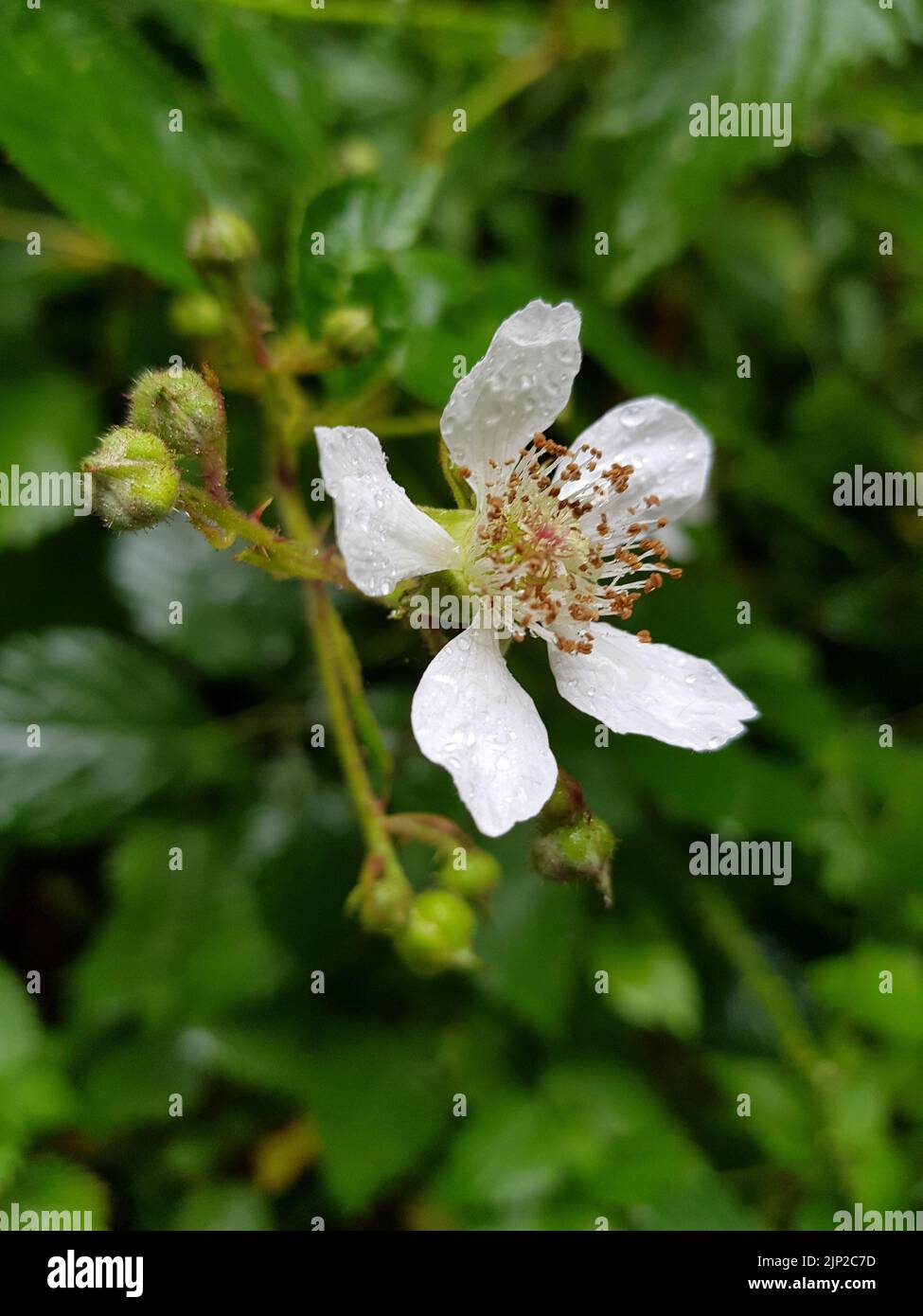 Eine Nahaufnahme einer pazifischen Brombeerblüte im Garten bei Tageslicht Stockfoto